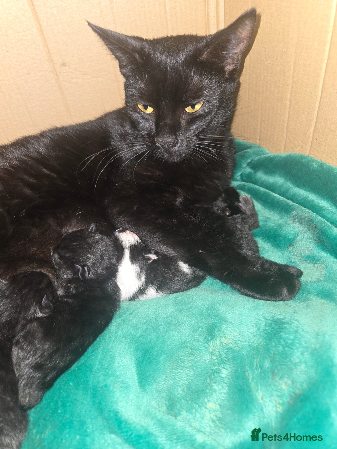 Mixed Breed cats for sale: Kittens ready now! Fully litter trained :)  - Image 1