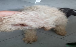 Mixed Breed dogs for sale: Bedlington whippet dog pup blue rough coated - Image 7