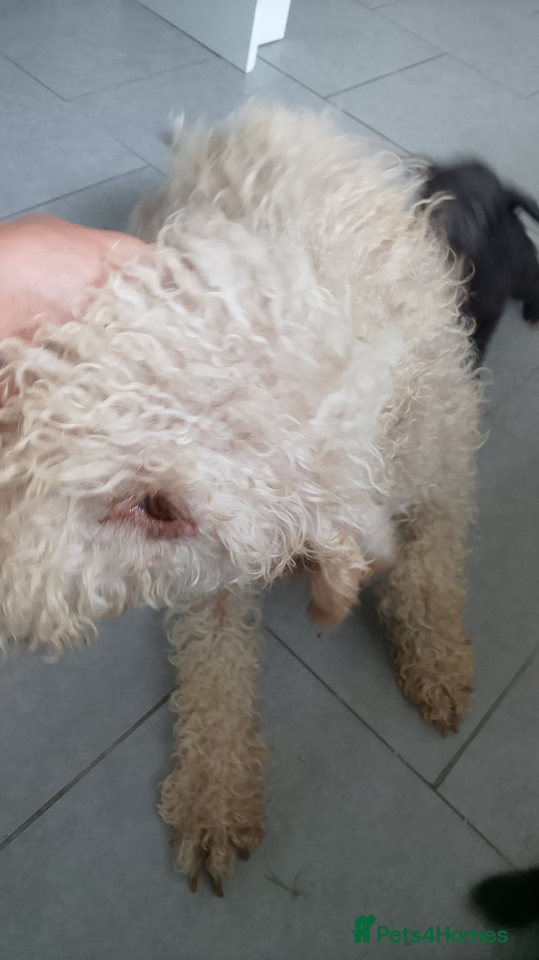Mixed Breed dogs for sale: Bedlington whippet dog pup blue rough coated - Image 7