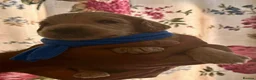 Goldendoodle dogs for sale: STUNNING AUSTRALIAN GOLDENDOODLE PUPPIES! - Advert 7
