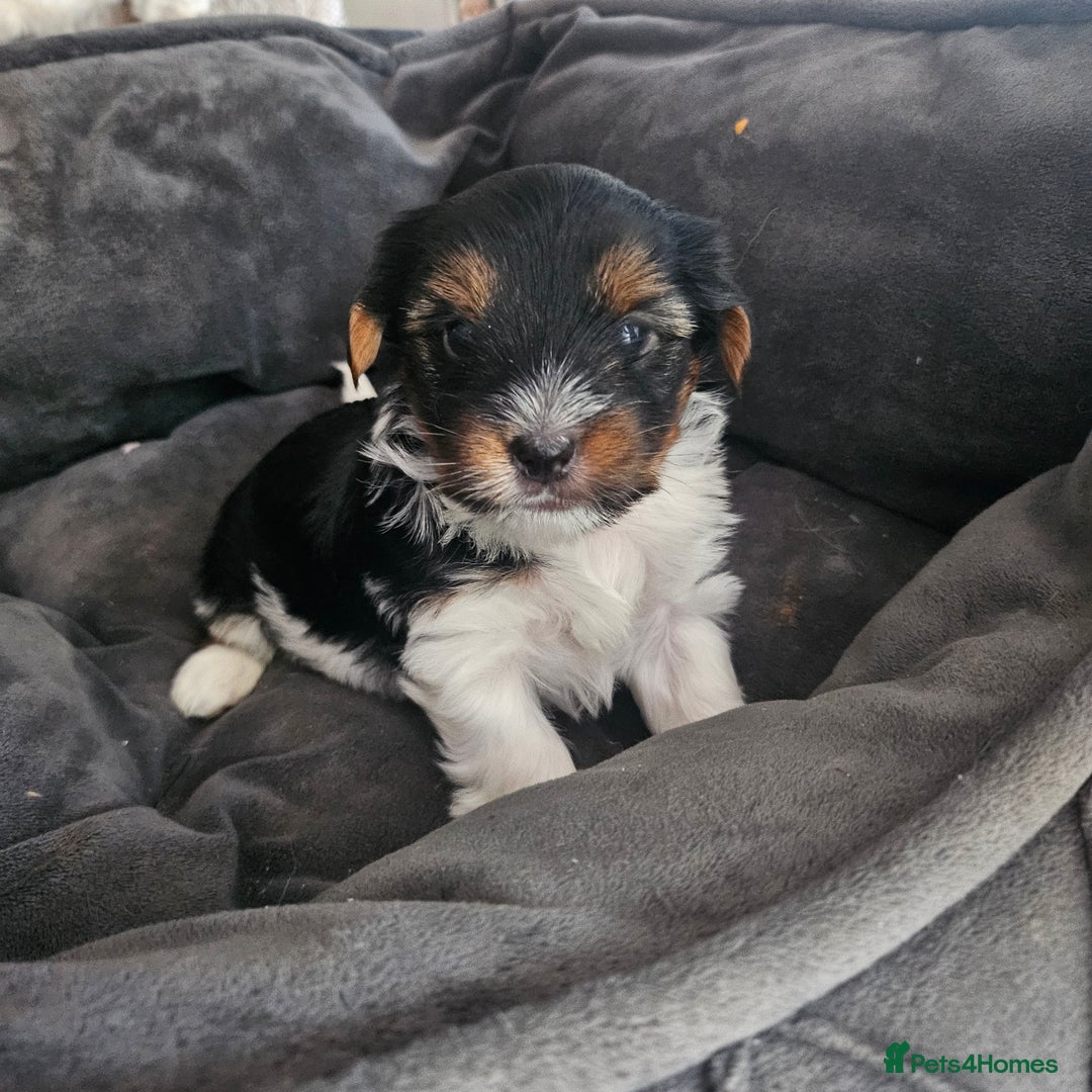 Yorkshire Terrier dogs for sale: 5 szczeniąt York terrier (Biewer) - Image 14