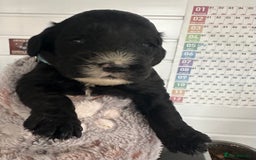 Cockapoo dogs for sale: Stunning cockapoo ready 21 December  - Advert 6