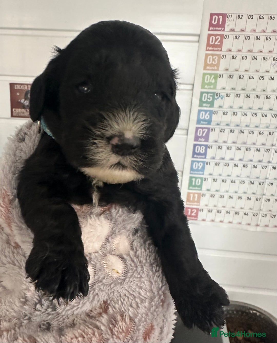 Cockapoo dogs for sale: Stunning cockapoo ready 21 December  - Advert 6