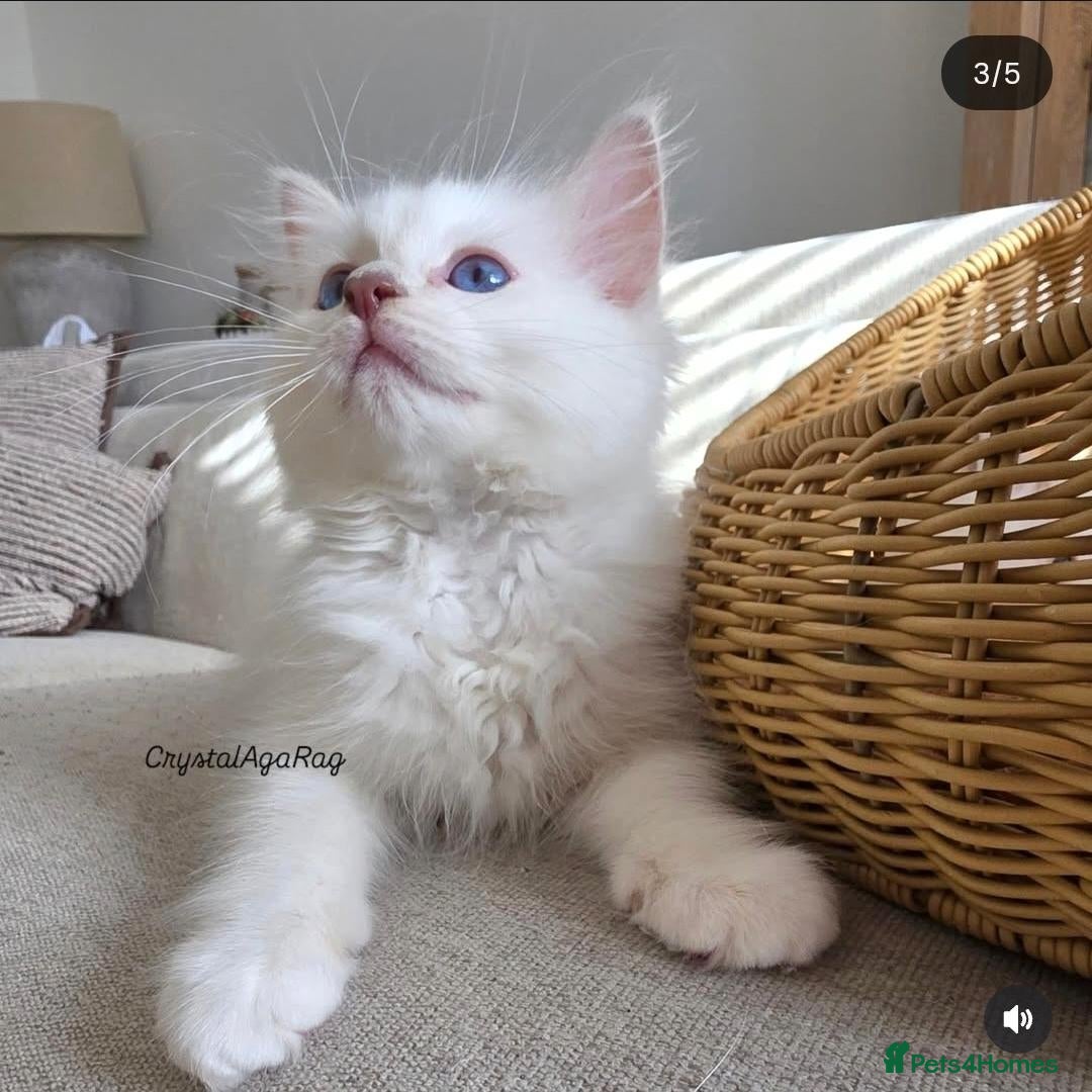 Ragdoll cats for sale: ✨ Stunning Lilac Mitted Ragdoll Boy  - Advert 15