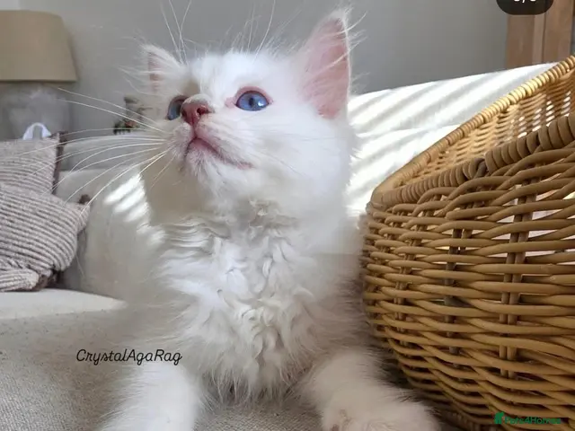 Ragdoll cats for sale: ✨ Stunning Lilac Mitted Ragdoll Boy - Advert 18