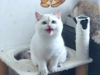 British Shorthair cats - Advert 1