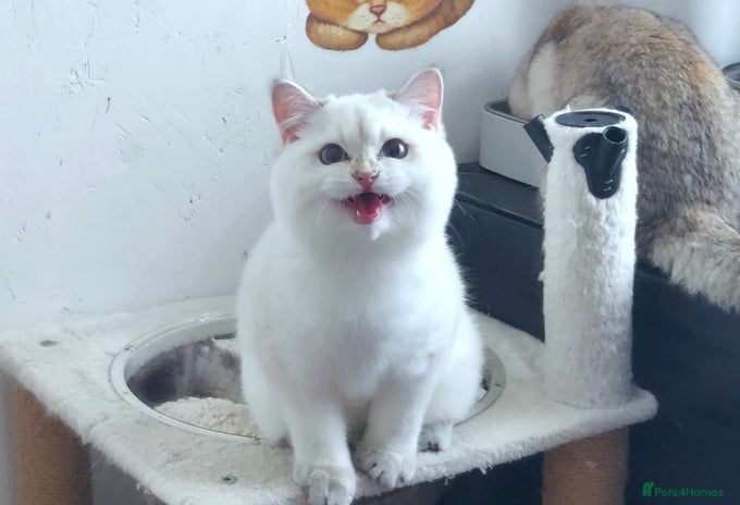 British Shorthair cats - Advert 2