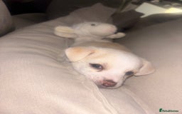 Chorkie dogs for sale: Beautiful chorkie boy.  - Image 2