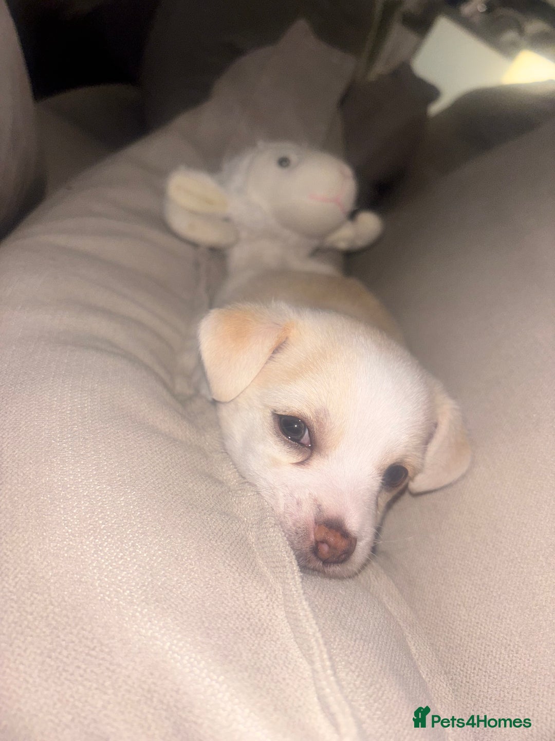 Chorkie dogs for sale: Beautiful chorkie boy.  - Image 2