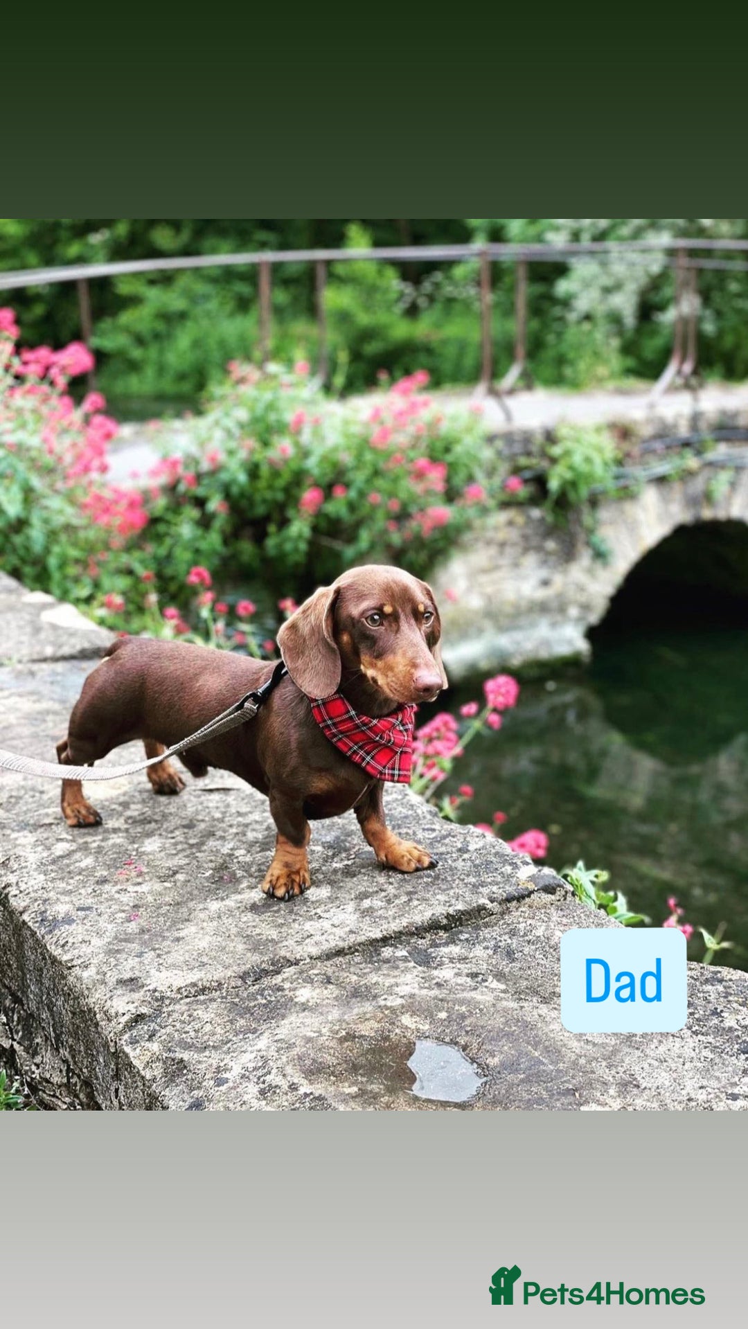 Dachshund dogs for sale: Miniature Dachshund puppies - Advert 2