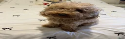 Cockapoo dogs for sale: 1 year old miniature cockapoo female in Swadlincote - Advert 3