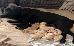 Labrador Retriever dogs for sale: 9 stunning Labrador puppies  - Image 11