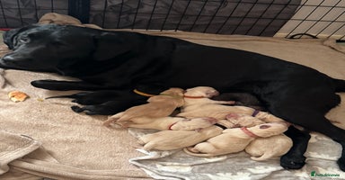 Labrador Retriever dogs - Advert 2