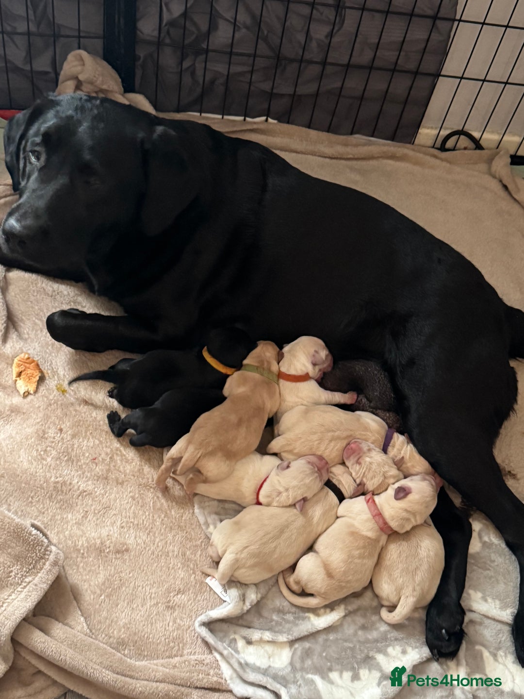 Labrador Retriever dogs for sale: 9 stunning Labrador puppies  - Image 11