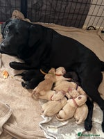 Labrador Retriever dogs - Advert 6