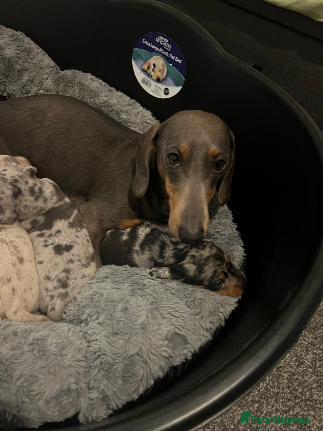 Dachshund dogs for sale: 6 beautiful dachshund puppies for sale - Image 8