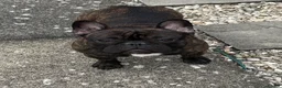 French Bulldog dogs for stud: Standard red brindle stud  - Advert 5