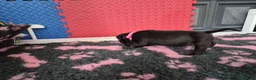 Staffordshire Bull Terrier dogs for sale: Staffordshire bull terrier pups in Leeds - Advert 9