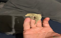 Gecko reptiles for sale: Leachi gecko  - Image 6