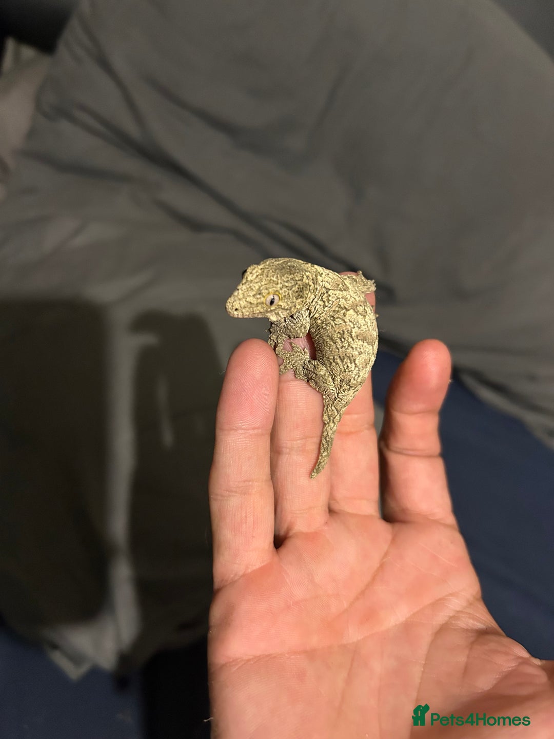Gecko reptiles for sale: Leachi gecko  - Image 6