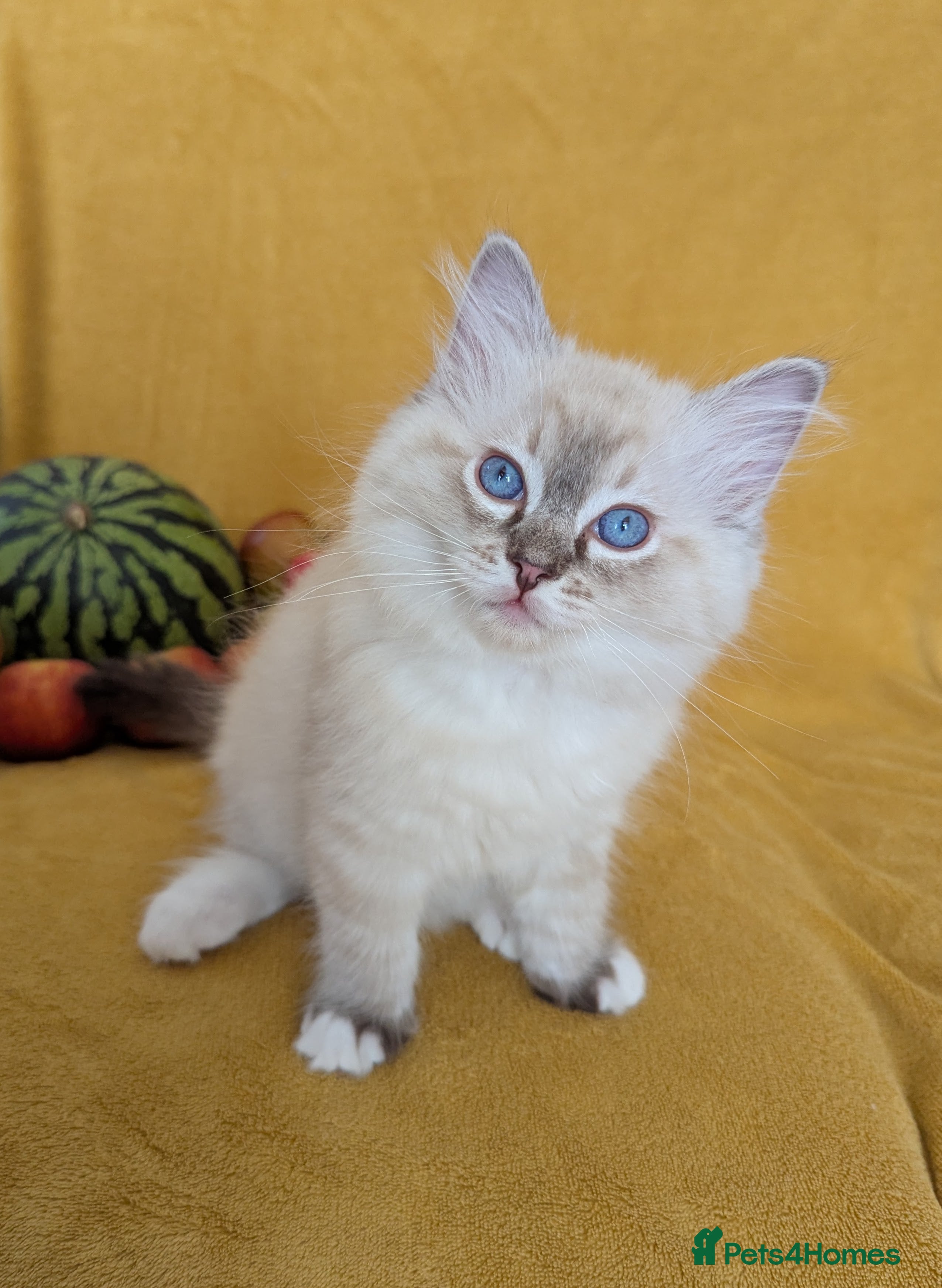 Ragdoll cats GCCF Full Pedigree Ragdoll Kittens  - Advert 1