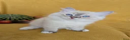 Ragdoll cats for sale: GCCF Full Pedigree Ragdoll Kittens  - Advert 5