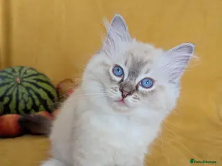 Ragdoll cats GCCF Full Pedigree Ragdoll Kittens - Advert 4