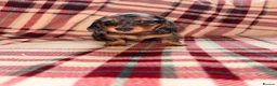Dachshund dogs for sale: Quality Dachunds - Advert 15