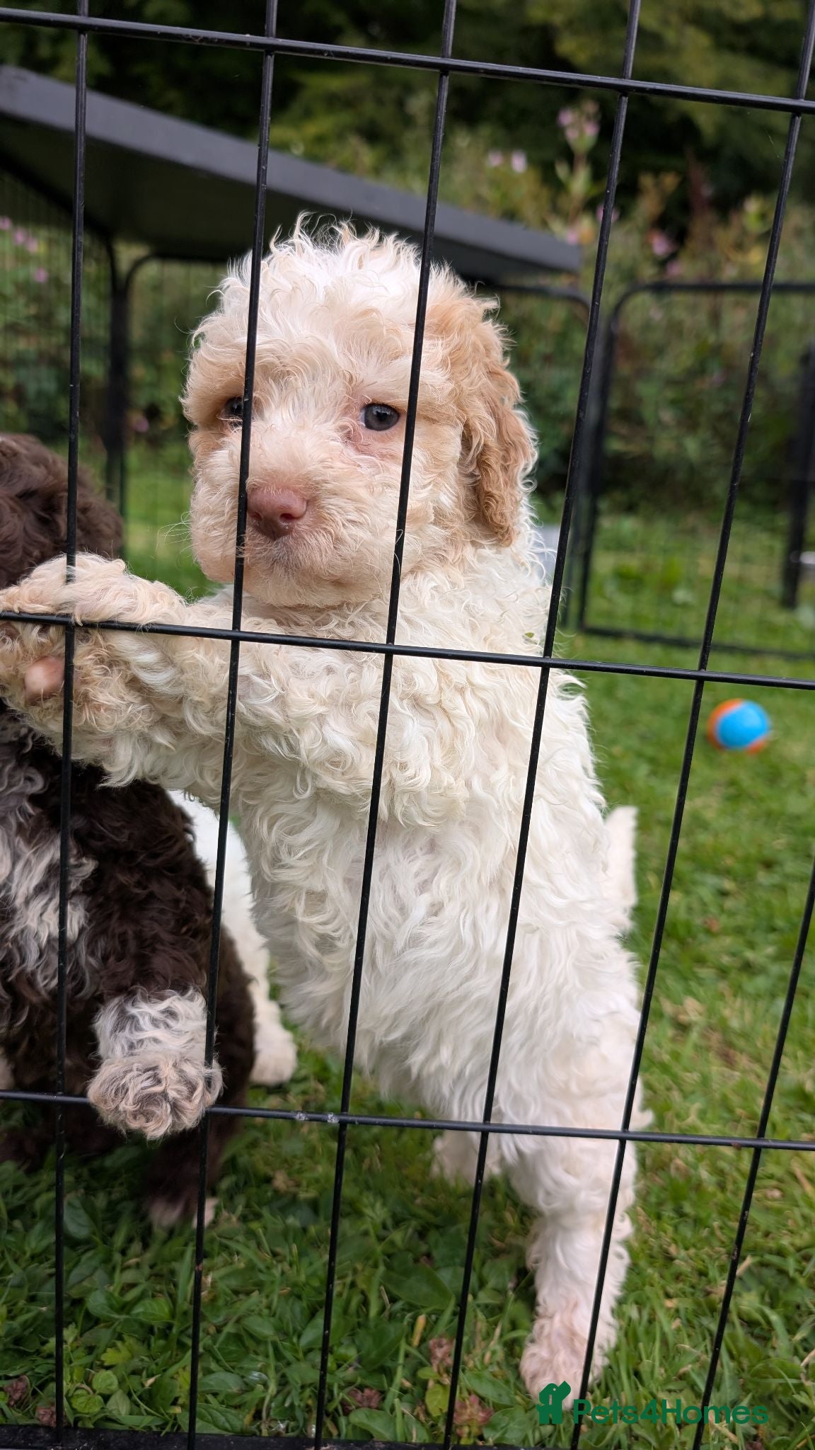 Lagotto Romagnolo dogs Lovely Lagotto Pups (KC Reg, imported breeding) - Advert 9
