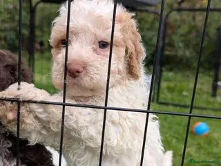 Lagotto Romagnolo dogs Lovely Lagotto Pups (KC Reg, imported breeding) - Advert 2