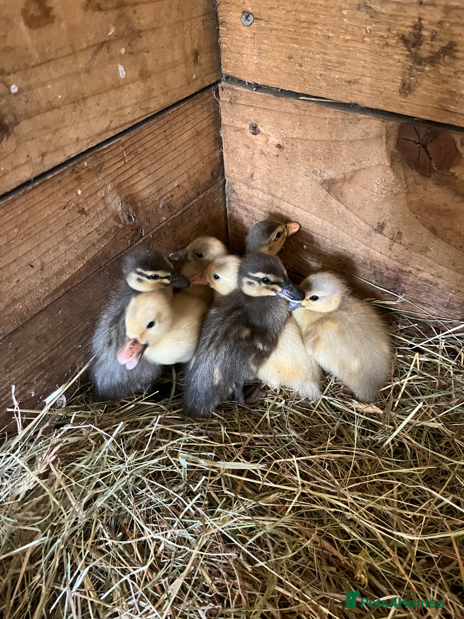 Ducks poultry Call ducklings  - Advert 9