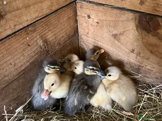 Ducks poultry Call ducklings - Advert 9