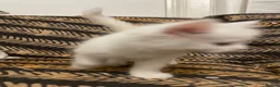Mixed Breed cats for sale: Half Persian kittens for sale  - Advert 12