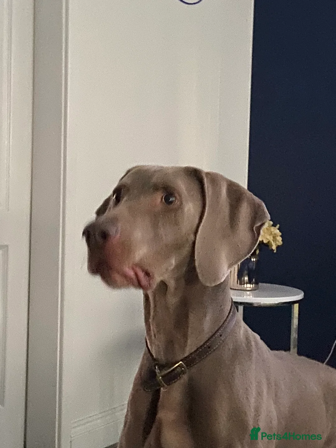 Weimaraner dogs for stud: Proven Weimaraner stud, 100% success rate in Tamworth - Advert 5