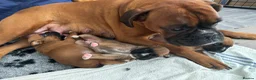 Boxer dogs for sale: charthaihen boxers - Advert 3