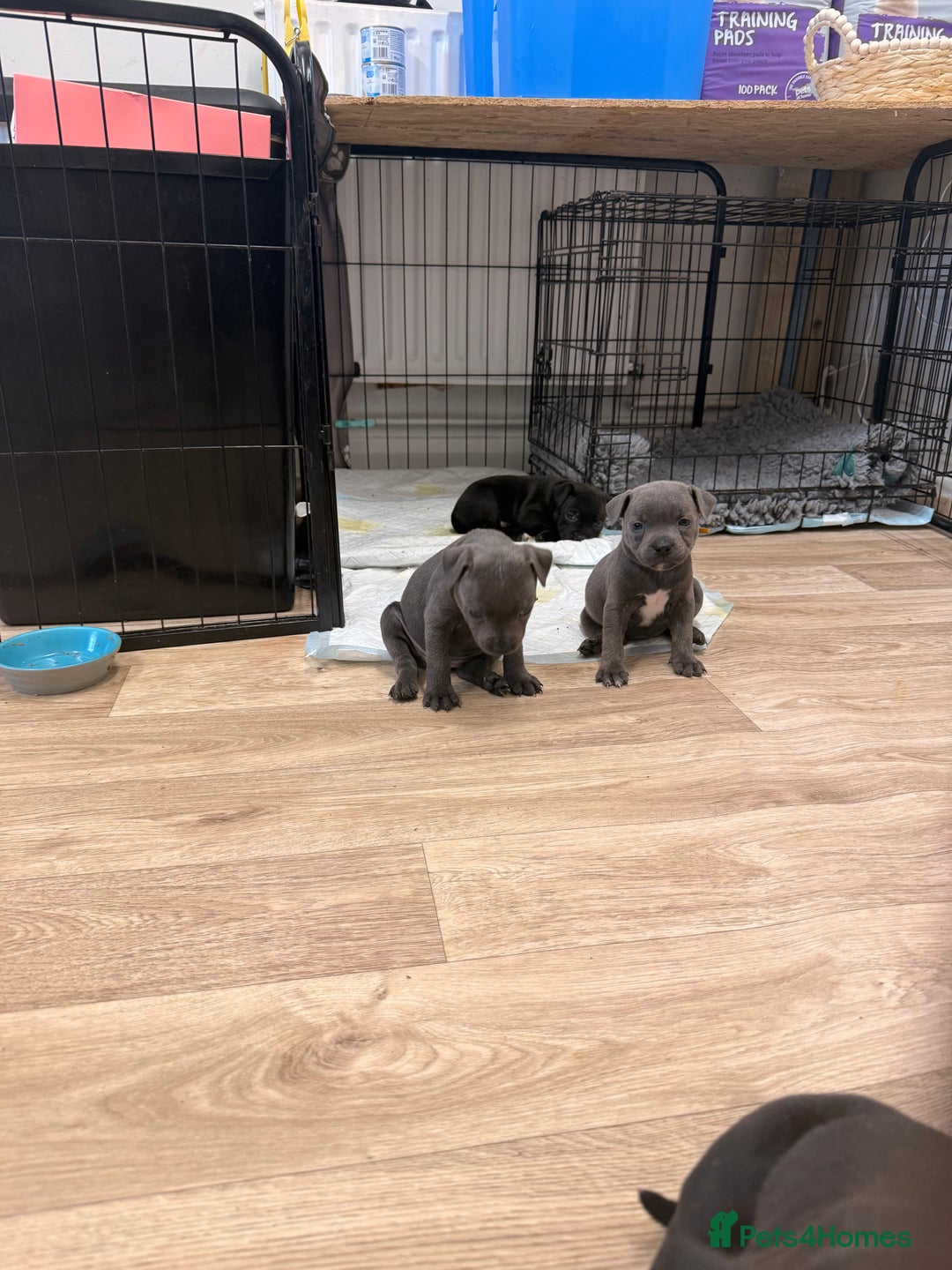 Staffordshire Bull Terrier dogs for sale: 🐾Beautiful chunky Staffies 🐾 - Image 4