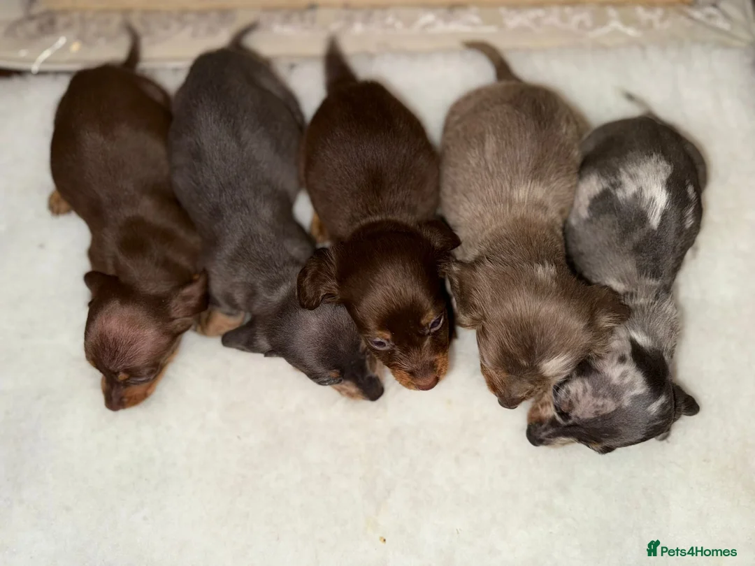 Miniature Dachshund dogs for sale: Miniature dachshunds  - Advert 10