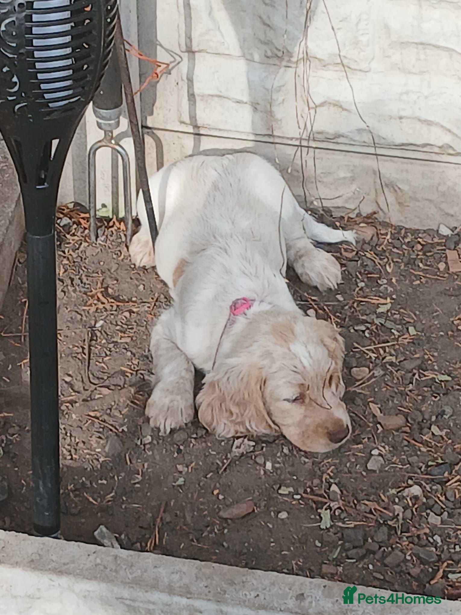 Cocker Spaniel dogs Cocker spaniel red and pink girls still available  - Advert 1