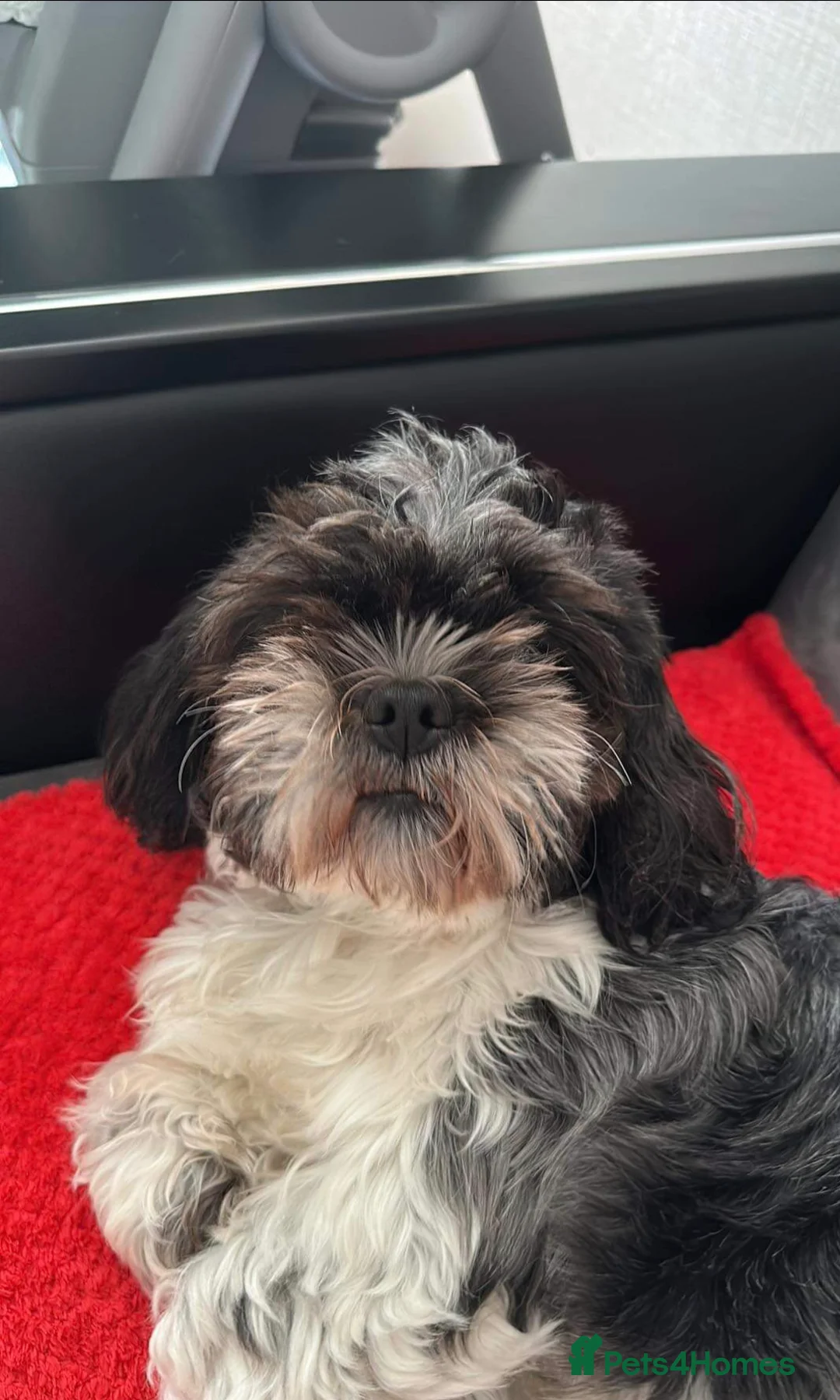 Shih Tzu dogs for sale: Beautiful shitzu for sale - Advert 2