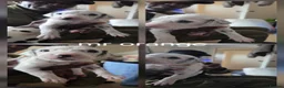 Dalmatian dogs for sale: Last 3 Dally pup looking for their forever home  - Advert 21