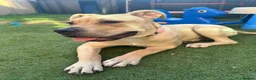 Mixed Breed dogs for sale: Staff x Cane Corso 8 months old  - Advert 3