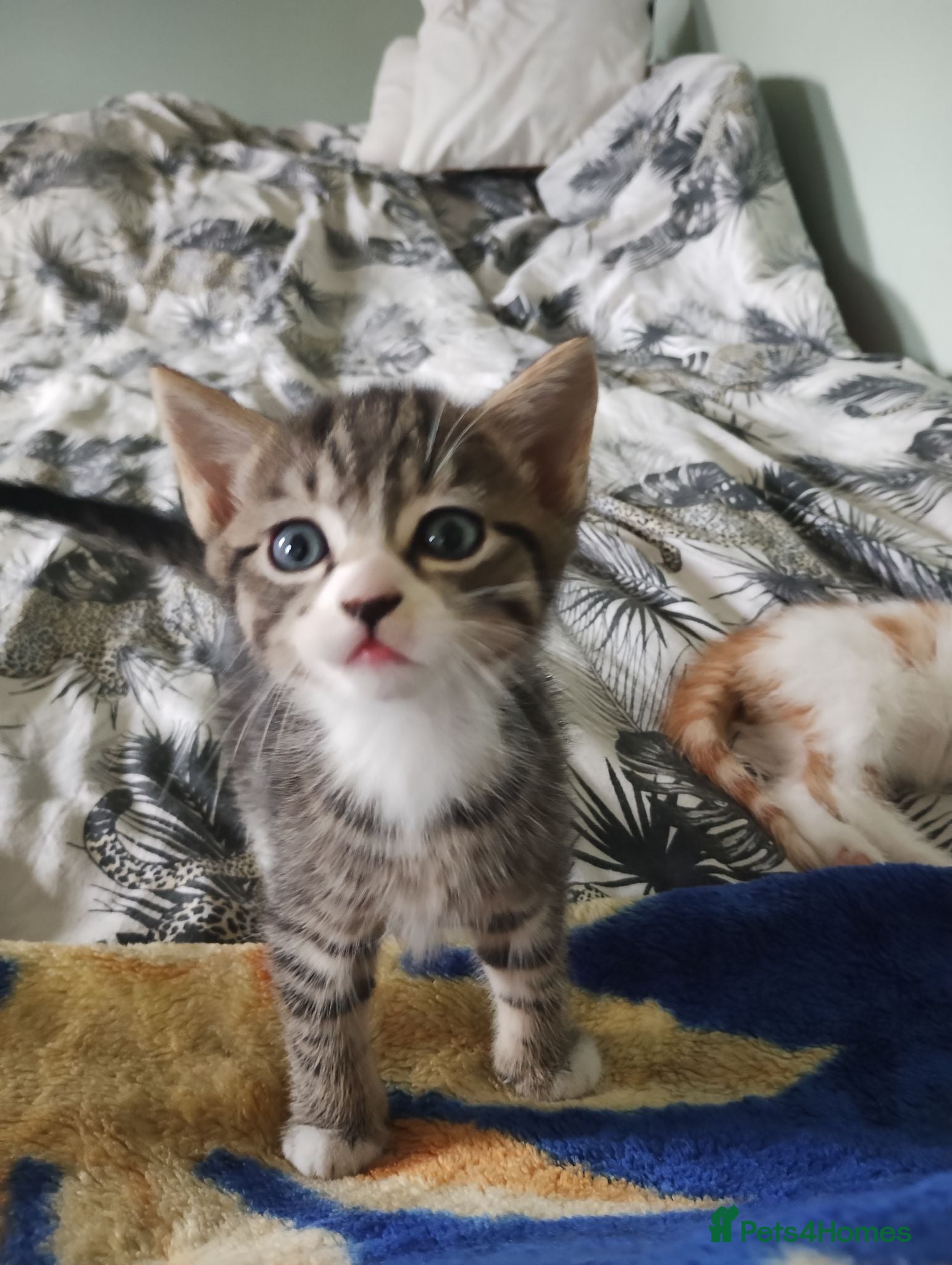 Mixed Breed cats Kittens  are looking for homes  - Advert 8