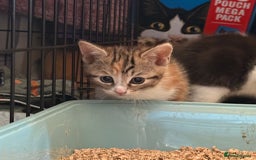 Mixed Breed cats for sale: Two girls left  - Image 14