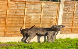 Cane Corso dogs for sale: Cane corso female  - Image 2