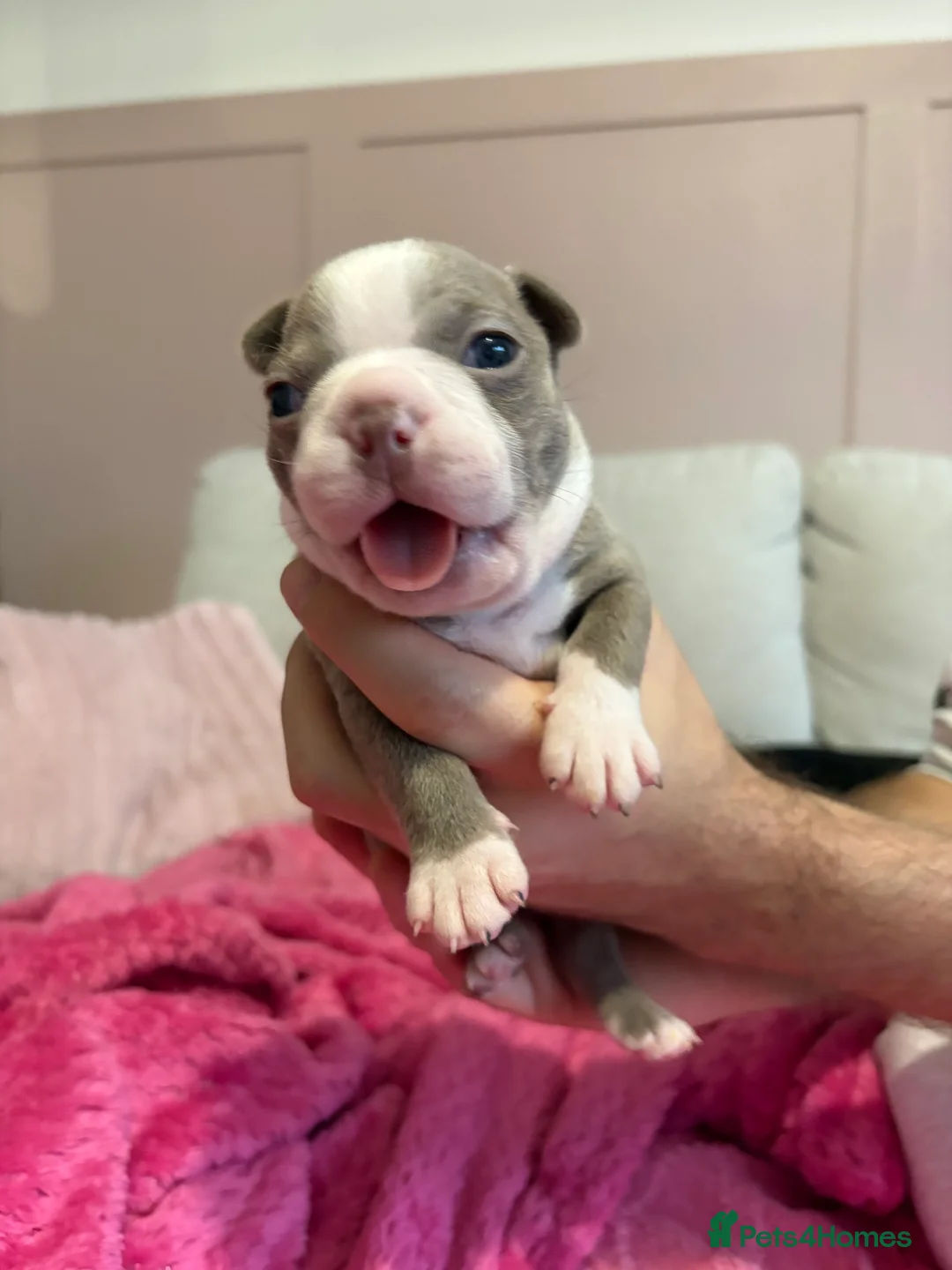 Boston Terrier dogs for sale: Rare Champaign KC Boston Terrier - Advert 4