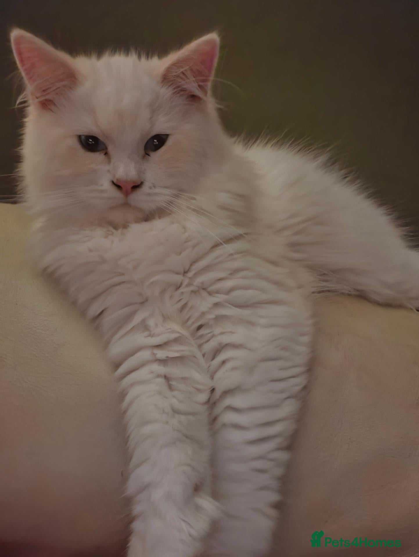 Ragdoll cats Reduced.. Ragdoll Babies  - Advert 2