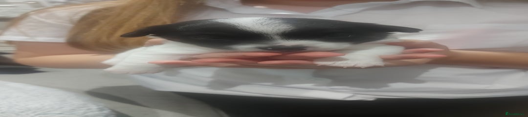 Chihuahua Puppy 3