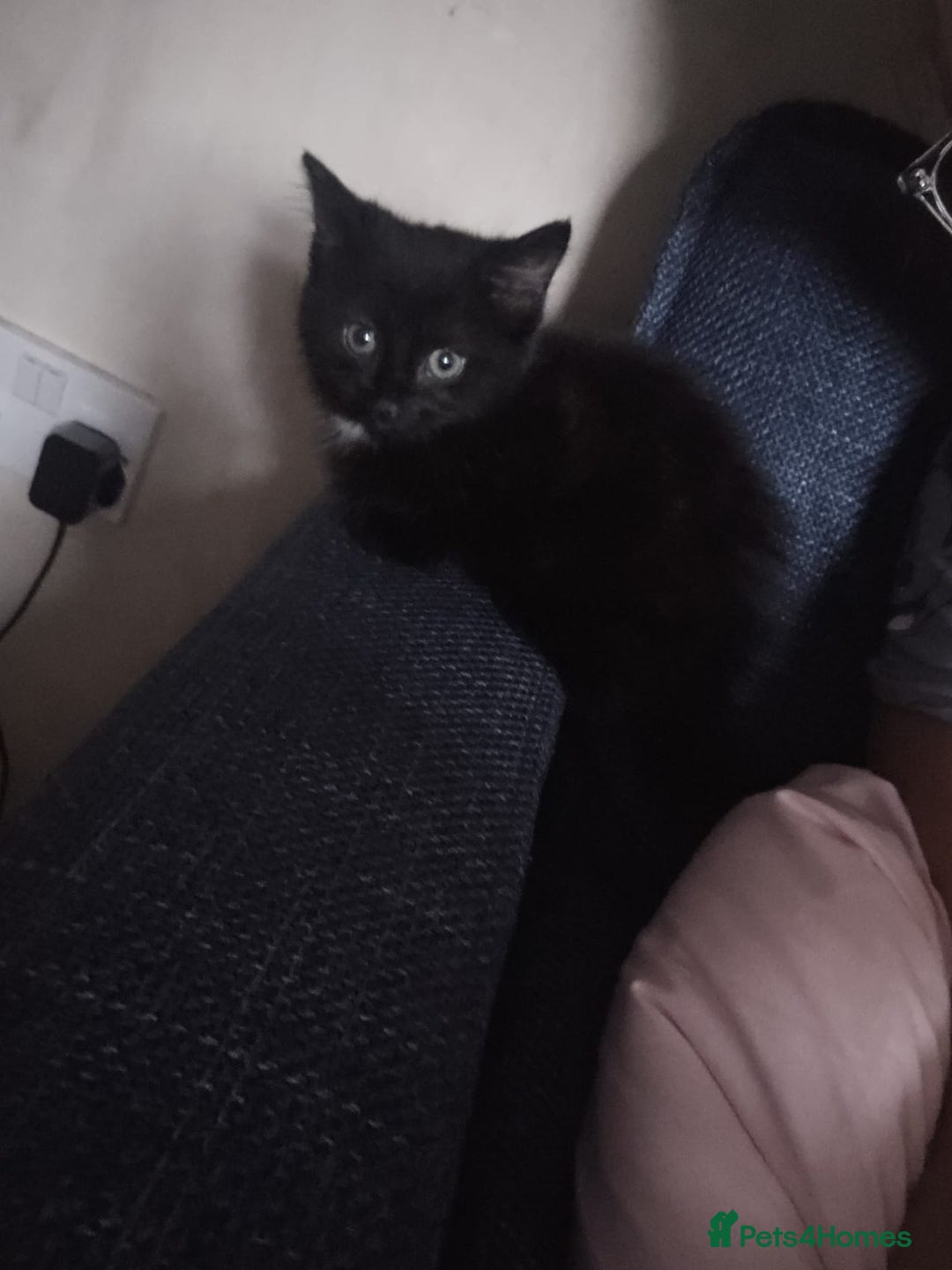 Domestic Shorthair cats for sale: 2 black kittens - Image 5