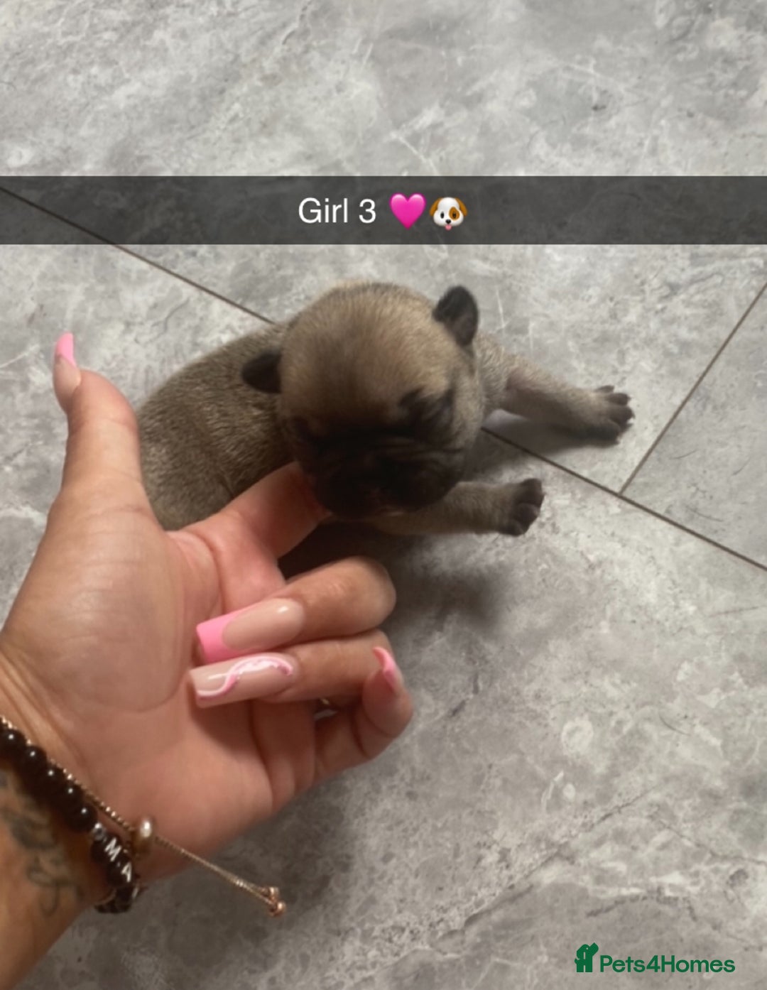 French Bulldog dogs for sale: ***BEAUTIFUL LITTER OF 7 FRENCH BULLDOGS *** - Image 5
