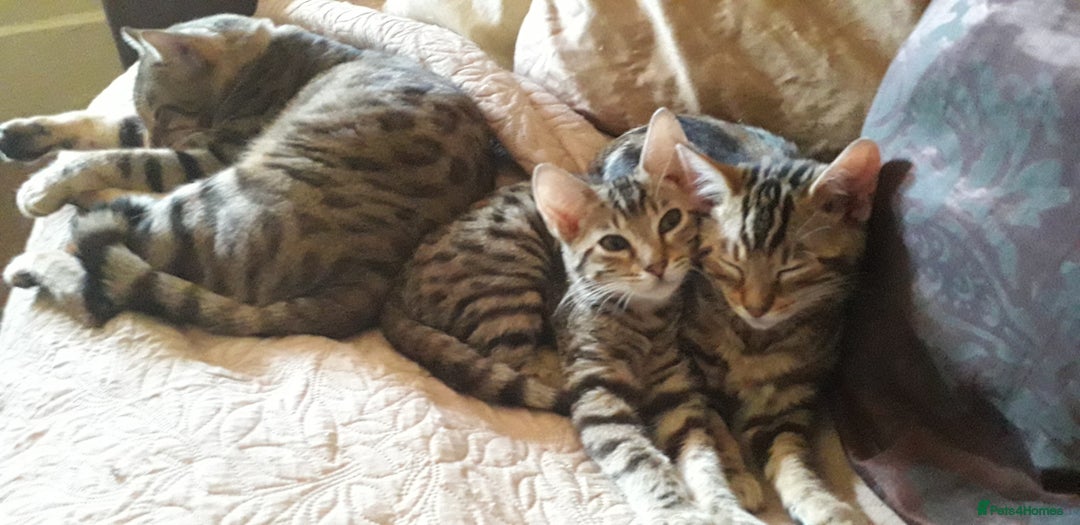 Bengal cats for sale: Beautiful Large & small Bengal kittens  - Advert 10